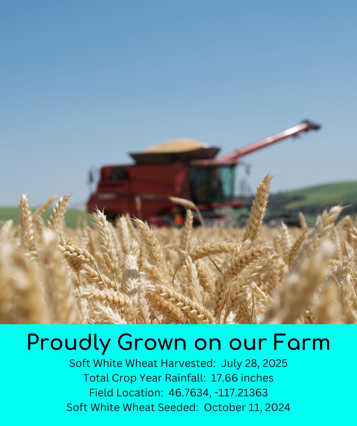 White Red Wheat Berries 100 LBS 4-25 lb bags H30016