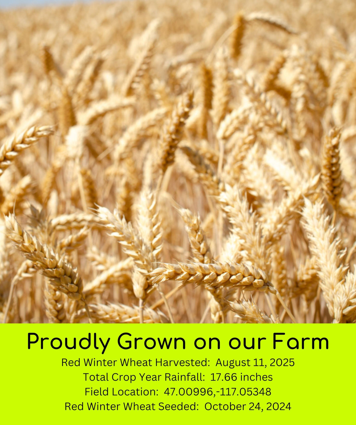 White Red Wheat Berries 100 LBS 4-25 lb bags H30016