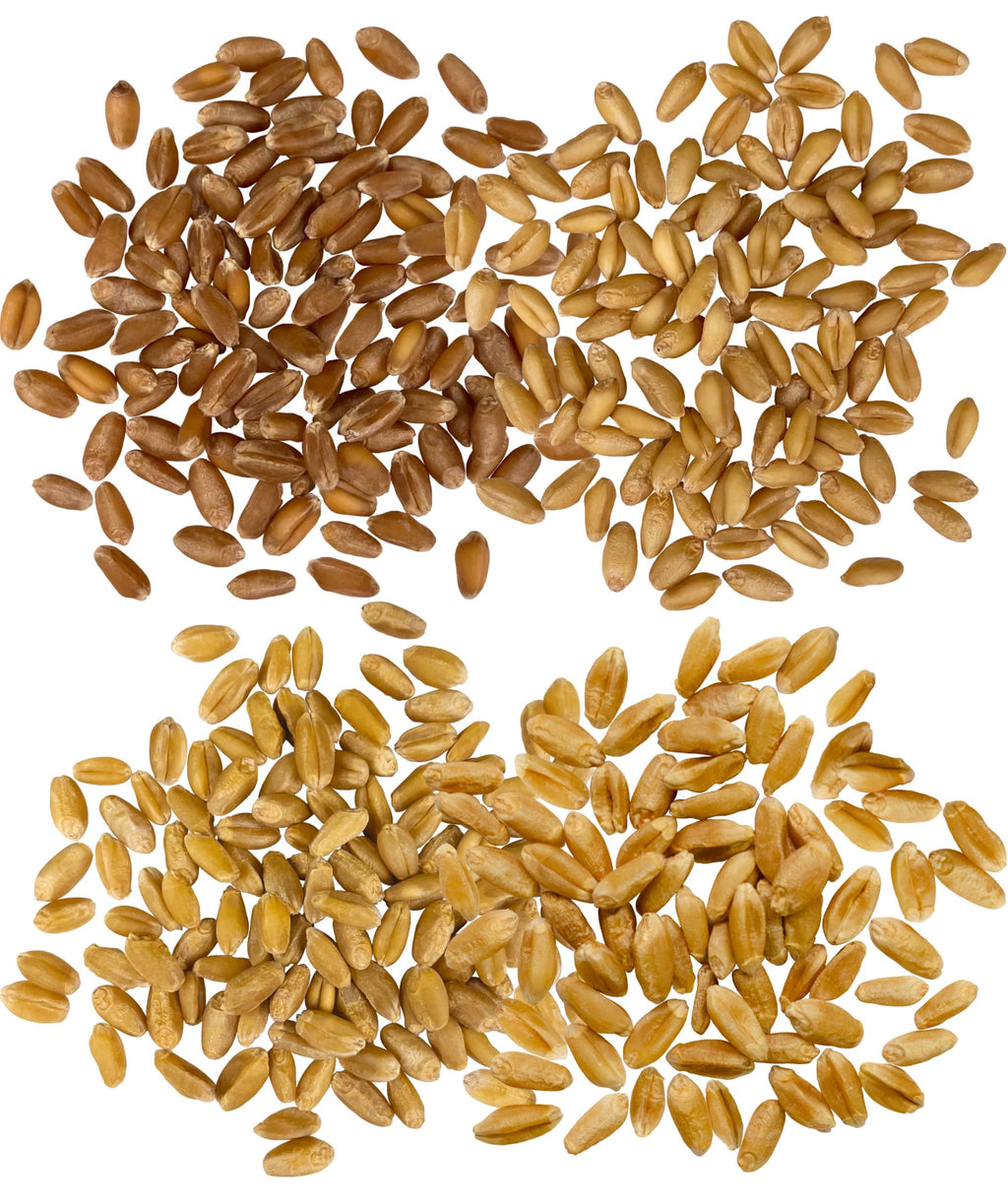 White Red Wheat Berries 100 LBS 4-25 lb bags H30016